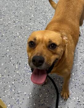 Greta -  Pit Bull Terrier and Mixed Breed Dog for Adoption in Yankton, South Dakota - Greta | PetCurious