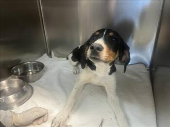 Mixed Breed Dogs Available for Adoption in Santa Fe, New Mexico - DIXIE | PetCurious