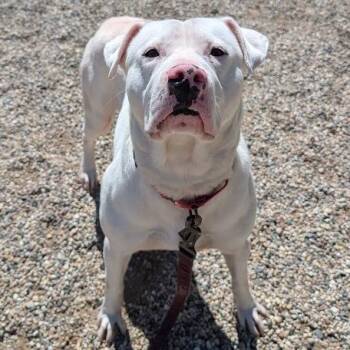 Mixed Breed Dogs Available for Adoption in West Olive, Michigan - Ghost | PetCurious