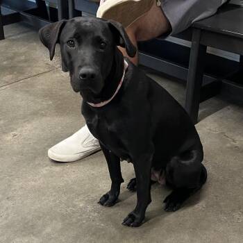 Jeda -  Black Labrador Retriever Dog for Adoption in Tampa, Florida - Jeda | PetCurious
