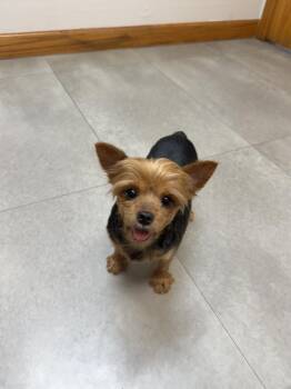 Yorkie- Mama Pansy -  Yorkshire Terrier Dog for Adoption in Omaha, Nebraska - Yorkie- Mama Pansy | PetCurious