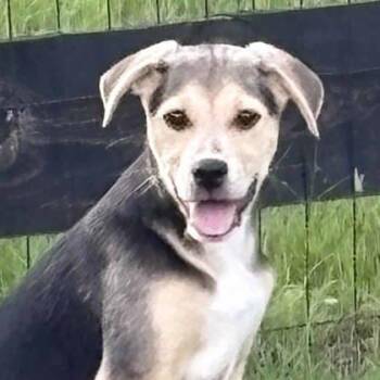 Ethel -  Labrador Retriever and Mixed Breed Dog for Adoption in Atlanta, Georgia - Ethel | PetCurious