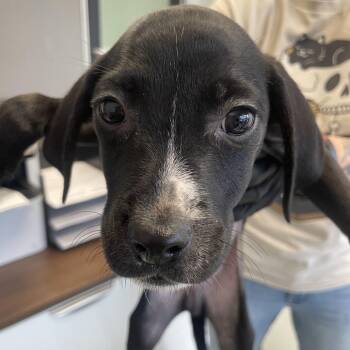 HEB -  Coonhound and Mixed Breed Dog for Adoption in Abilene, Texas - HEB | PetCurious