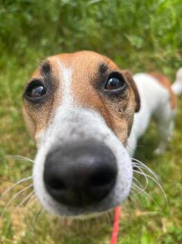 Buster -  Jack Russell Terrier Dog for Adoption in Olean, New York - Buster | PetCurious