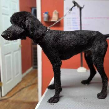 Kirke -  Poodle and Mixed Breed Dog for Adoption in Fredericksburg, Virginia - Kirke | PetCurious