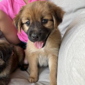 Charlotte -  Retriever and Australian Shepherd Dog Available for Adoption in Minneapolis, Minnesota - Charlotte | PetCurious