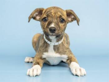 BRINLEY -  Pit Bull Terrier Dog for Adoption in Phoenix, Arizona - BRINLEY | PetCurious