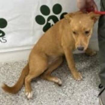Riley -  Terrier Dog for Adoption in Tampa, Florida - Riley | PetCurious