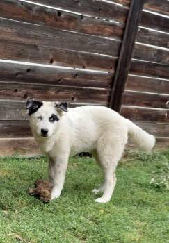 Rescue Great Pyrenees and Husky Dogs for Adoption in Pflugerville, Texas - Wendy | PetCurious