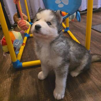 Deco -  Husky and Mixed Breed Dog for Adoption in Fredericksburg, Virginia - Deco | PetCurious