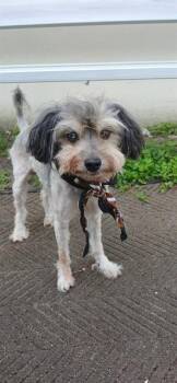 THOMAS -  Havanese Dog for Adoption in Fort Lauderdale, Florida - THOMAS | PetCurious