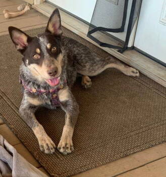 Rescue Australian Shepherd and Cattle Dog Dogs for Adoption in Polson, Montana - Cinch | PetCurious