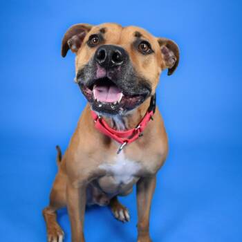 Shadow -  Mixed Breed Dog for Adoption in West Palm Beach, Florida - Shadow | PetCurious
