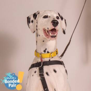 Mixed Breed Dogs Available for Adoption - Frank | PetCurious