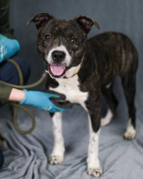 Germany -  Mixed Breed Dog for Adoption in Chamblee, Georgia - Germany | PetCurious