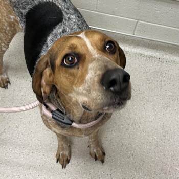 Coonhound Dogs Available for Adoption in Murray, Utah - Anne | PetCurious
