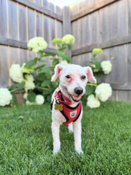 Cocomelon -  Poodle Dog for Adoption in Mundelein, Illinois - Cocomelon | PetCurious