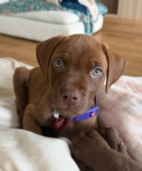 Rescue Dogue De Bordeaux and Labrador Retriever Dogs for Adoption in Shingle Springs, California - 25Windsor | PetCurious