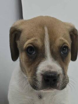 Rescue Beagle and Terrier Dogs for Adoption in Newport, Tennessee - Cajun Shrimp | PetCurious