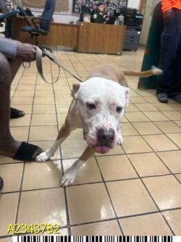 BISCUIT -  Mixed Breed Dog for Adoption in West Palm Beach, Florida - BISCUIT | PetCurious