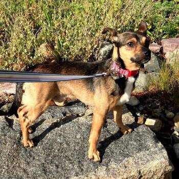 Chihuahua Dogs Available for Adoption in Worcester, Massachusetts - Milo | PetCurious