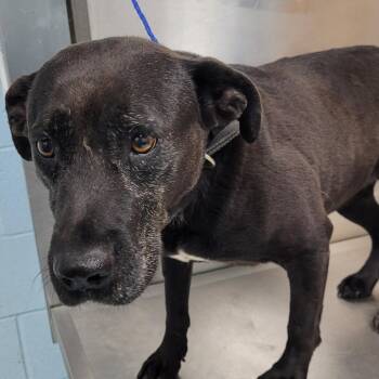 Rescue Black Labrador Retriever Dogs for Adoption in Orangeburg, South Carolina - Brandy | PetCurious