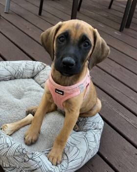Puppy Espresso -  Redbone Coonhound Dog for Adoption in Franklin, Tennessee - Puppy Espresso | PetCurious