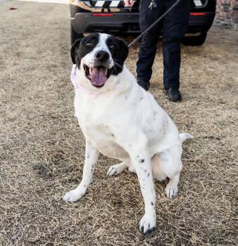Lakota -  Border Collie and Labrador Retriever Dog for Adoption in Glenpool, Oklahoma - Lakota | PetCurious