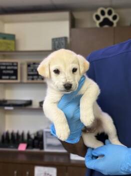 Labrador Retriever Dogs Available for Adoption in Sugar Land, Texas - ALASKA | PetCurious