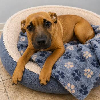 PRUDENCE -  Mixed Breed Dog Available for Adoption in Cranston, Rhode Island - PRUDENCE | PetCurious