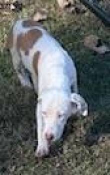 Rescue Hound Dogs for Adoption in Thomson, Georgia - Luna | PetCurious