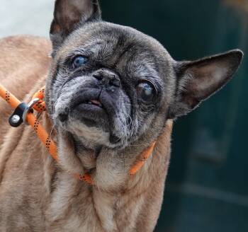Pug and French Bulldog Dogs Available for Adoption in Millfield, Ohio - April | PetCurious
