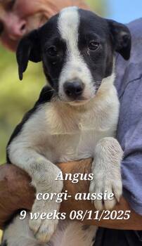 Rescue Cardigan Welsh Corgi and Australian Shepherd Dogs for Adoption in Warren, Rhode Island - Angus | PetCurious
