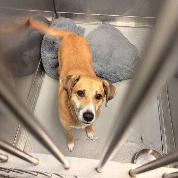 Oden -  Mixed Breed Dog for Adoption in Davenport, Iowa - Oden | PetCurious