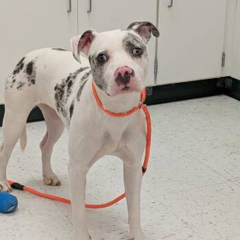 Splash -  Mixed Breed Dog for Adoption in Rocky Mount, Virginia - Splash | PetCurious