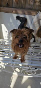 Rescue Yorkshire Terrier Dogs for Adoption in Ocean Township, New Jersey - Kody - Kind Cutie! | PetCurious