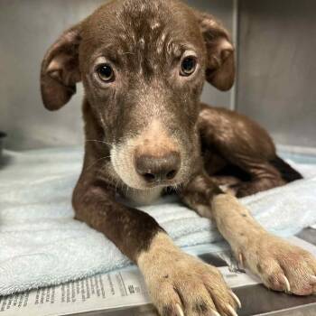 Rescue Mixed Breed Dogs for Adoption in Charleston, West Virginia - Tate | PetCurious