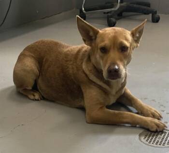Carolina Dog and Basenji Dogs Available for Adoption - SPRINT | PetCurious