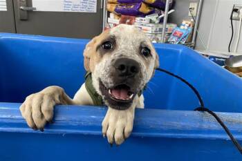 Mixed Breed Dogs Available for Adoption in Dallas, Texas - YODA | PetCurious