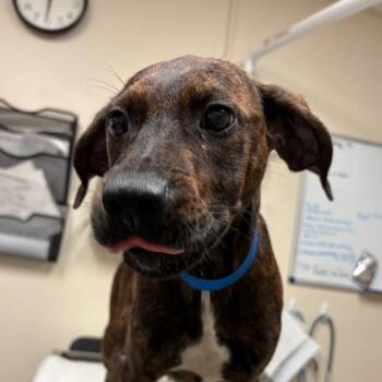 Viper -  Plott Hound Dog for Adoption in Lakeland, Florida - Viper | PetCurious