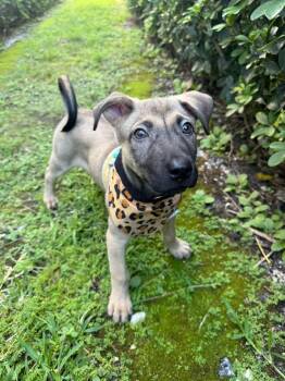 Blaze -  German Shepherd Dog and Mixed Breed Dog for Adoption in Sunrise, Florida - Blaze | PetCurious