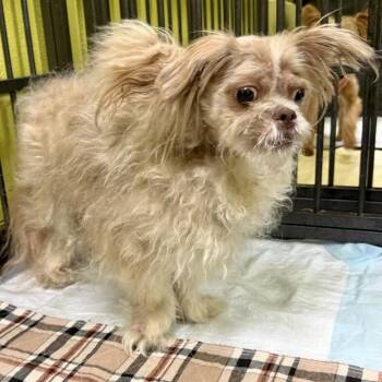 Melvin 06-3034 -  Shih Tzu and Mixed Breed Dog for Adoption in Tyrone, Georgia - Melvin 06-3034 | PetCurious