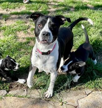 Pit Bull Terrier Dogs Available for Adoption - Wynter | PetCurious