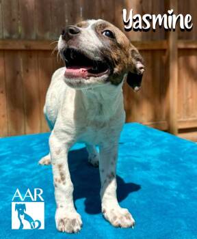 Yasmine -  Jack Russell Terrier and Plott Hound Dog for Adoption in Magnolia, Texas - Yasmine | PetCurious