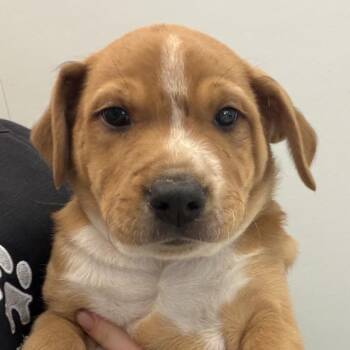 Levorg -  Mixed Breed Dog for Adoption in Cooperstown, New York - Levorg | PetCurious