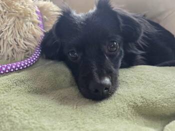Mixed Breed Dogs Available for Adoption in Liverpool, New York - Max | PetCurious