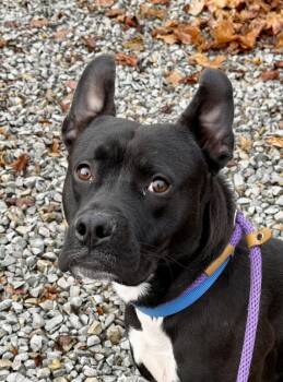 Rescue Mixed Breed Dogs for Adoption in Mckeesport, Pennsylvania - Nitro | PetCurious