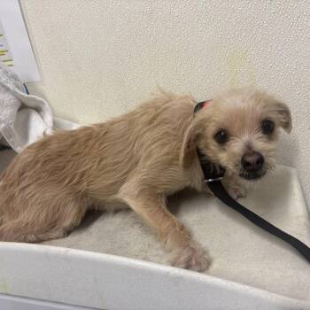 IVHS-Stray-140926 -  Terrier and Chihuahua Dog for Adoption in San Gabriel, California - IVHS-Stray-140926 | PetCurious