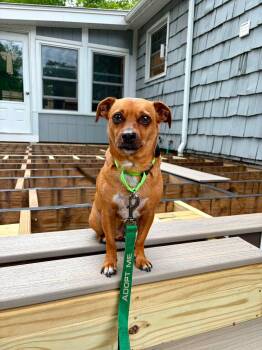 Buddy -  Miniature Pinscher and Pug Dog for Adoption in Bonifay, Florida - Buddy | PetCurious