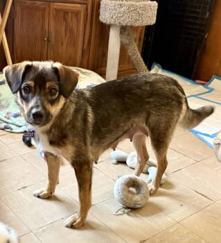 Gemma -  Shepherd and Beagle Dog for Adoption in Hillside, Illinois - Gemma | PetCurious